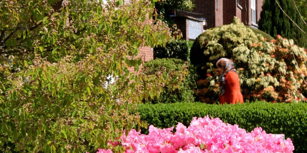 Links: krentenboompje (juist uitgebloeid, binnenkort komen er rode besjes aan). In de achtergrond: een Pieris struik (Pieris 'Forest Flame') met overvloedig veel witte bloemen.